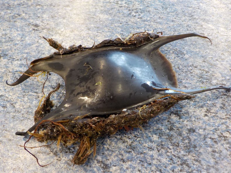 Mermaid Purse- Ray Case, courtesy of Anya Frampton Mermaid Purse- Ray Case, courtesy of Anya Frampton