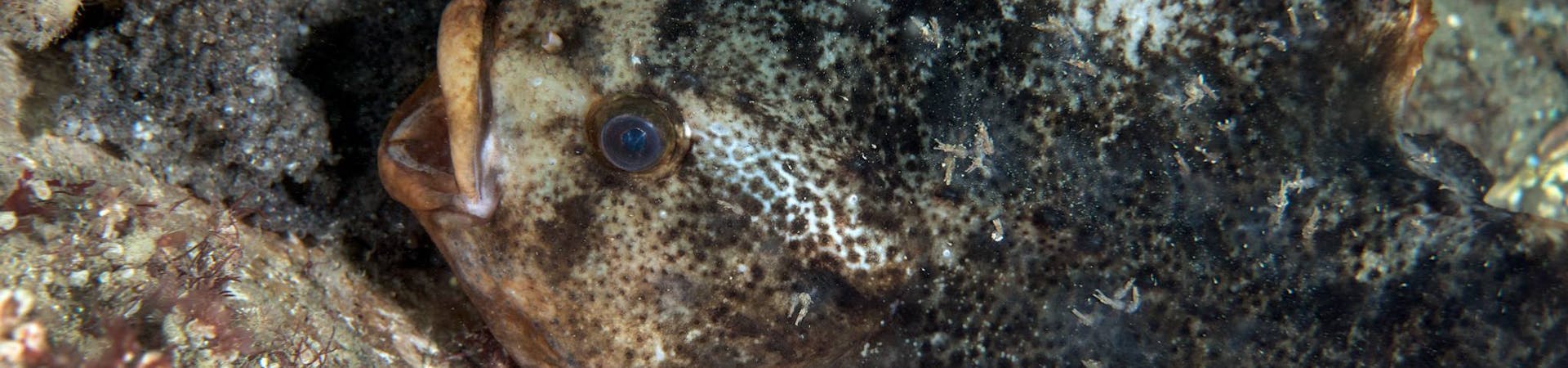 Lumpsucker at the Mixon