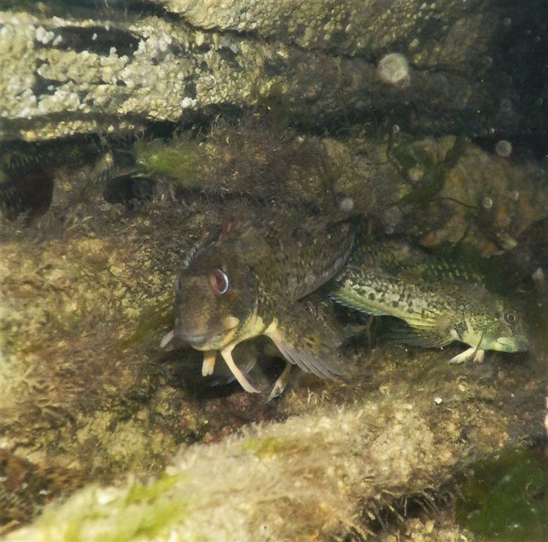 Shanny Hiding Shanny fish trying to hide