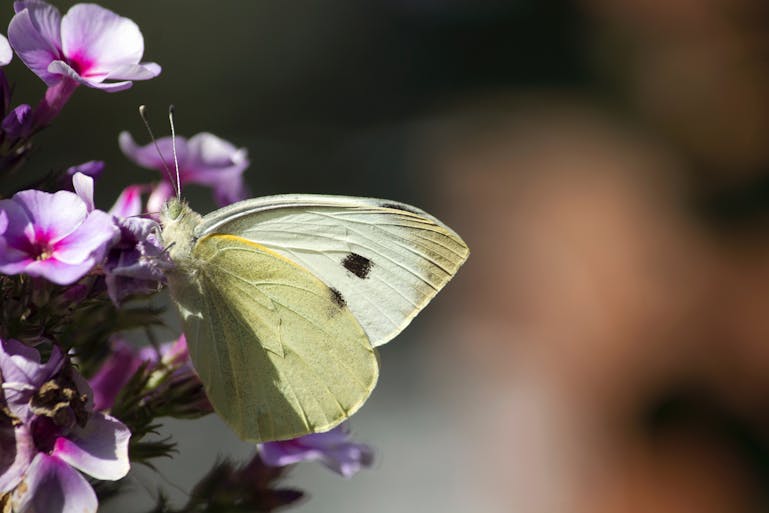 White Butterfly, courtesy of Harald Arlander white butterfly with cream edging and a brown dot