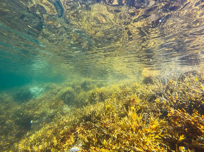 Underwater weed Spring brings the bloom of under water weeds
