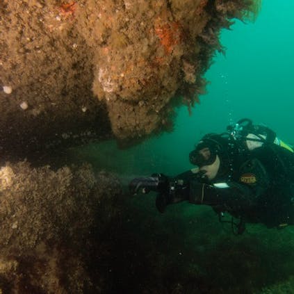 A Glimse of what lies off the Coast at Selsey