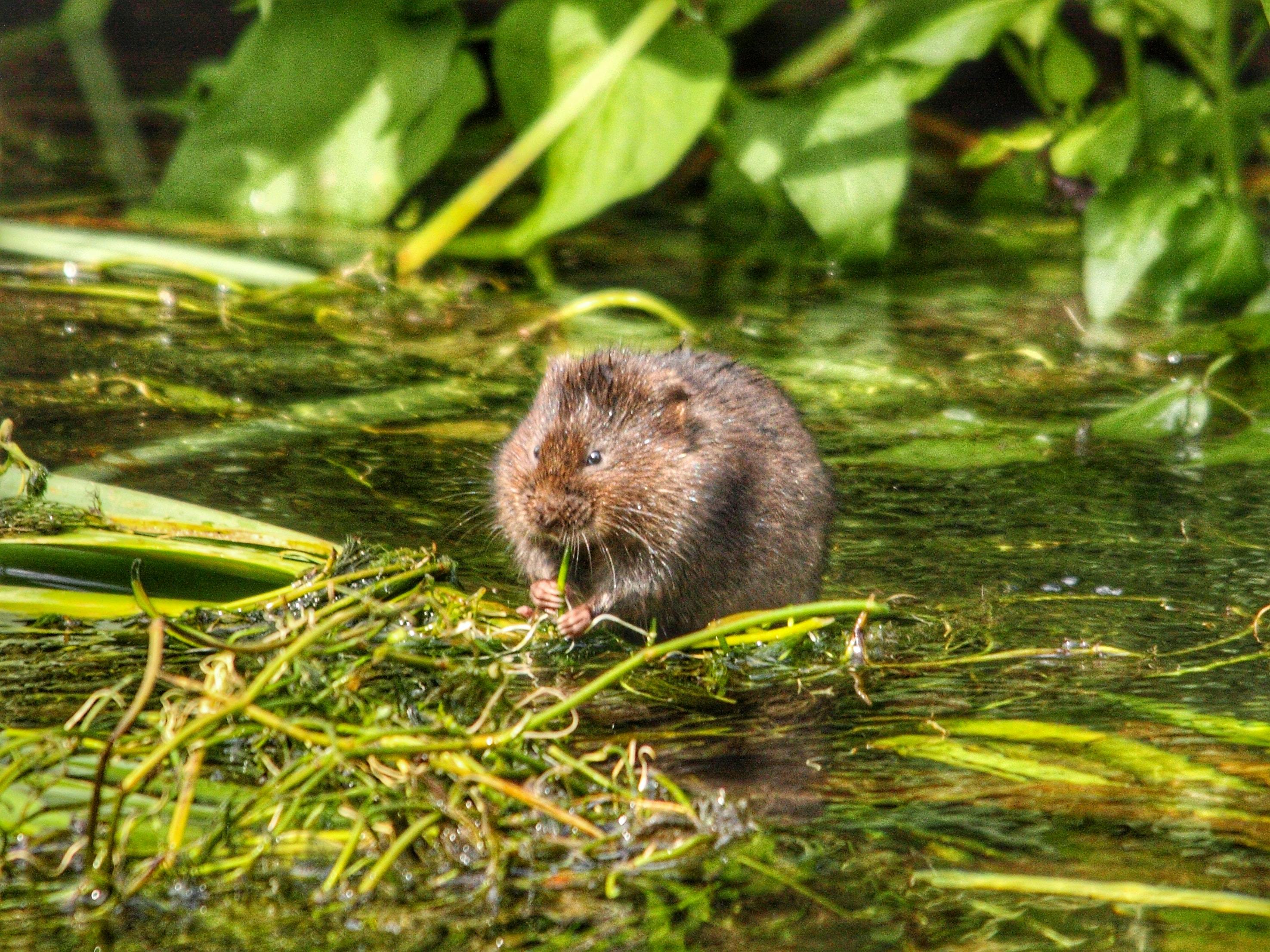 small brown water vole chewing on weed