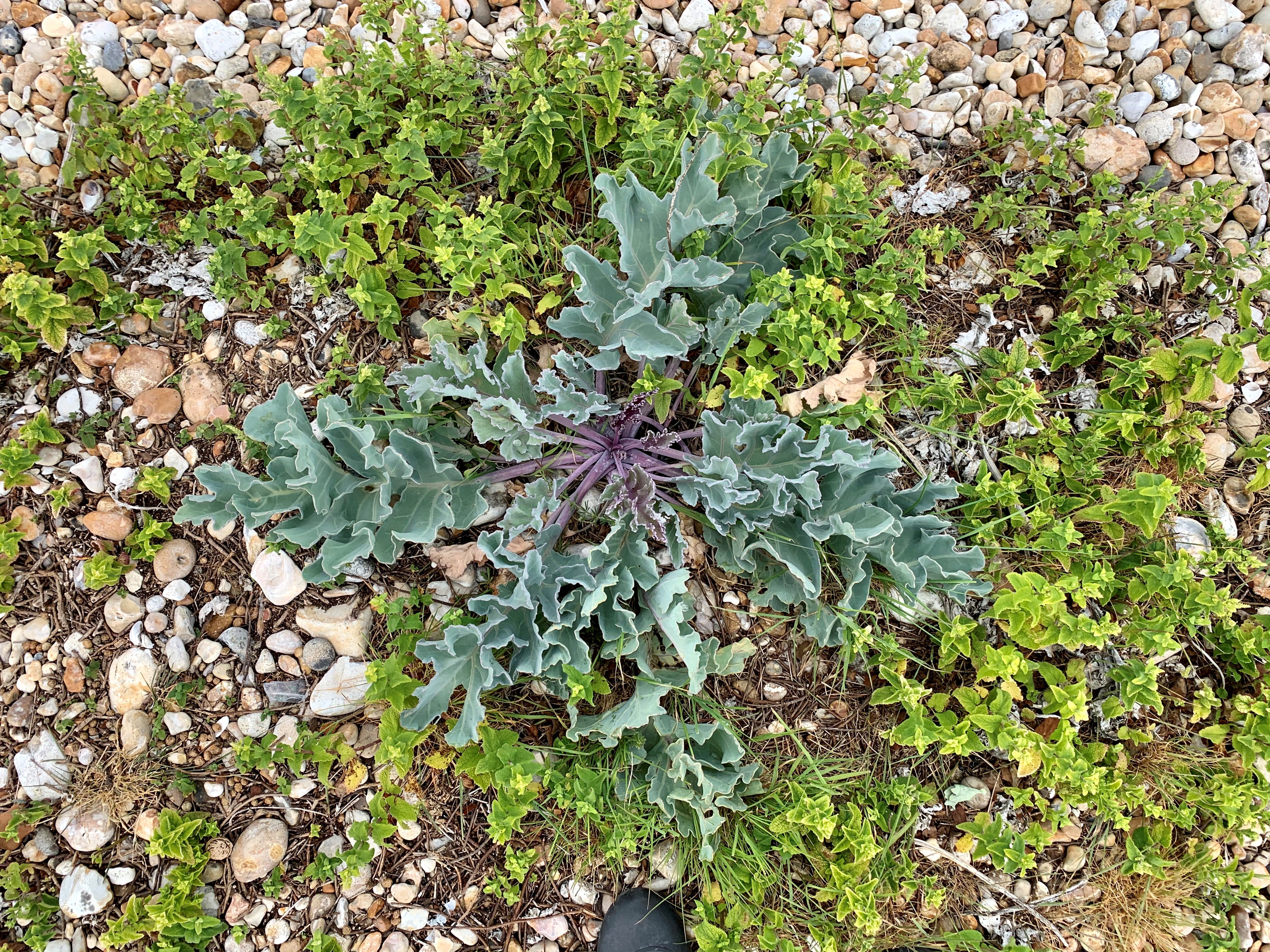 close up image of sea kale amongst the shingle, known as vegetated shingle 
