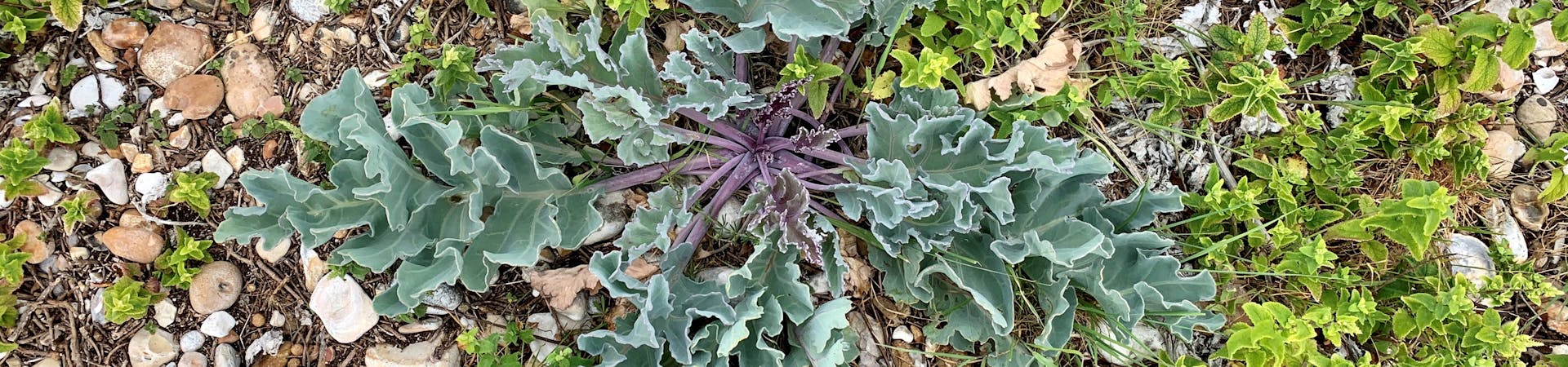 close up image of sea kale amongst the shingle, known as vegetated shingle