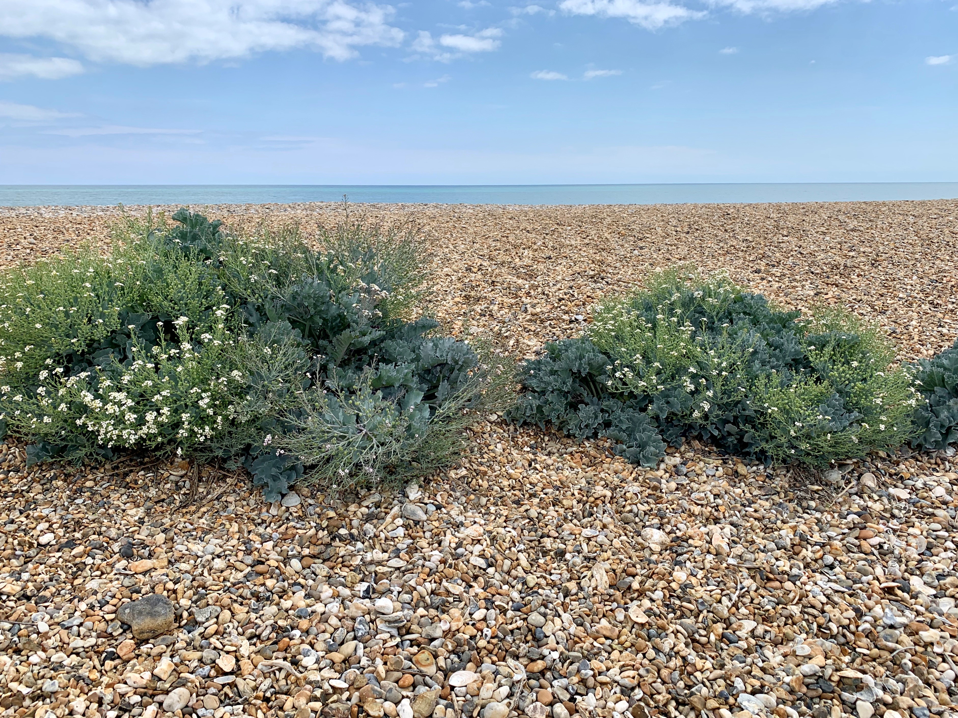 image of sea kale in white flower with the shingle in the foreground and sea in the background