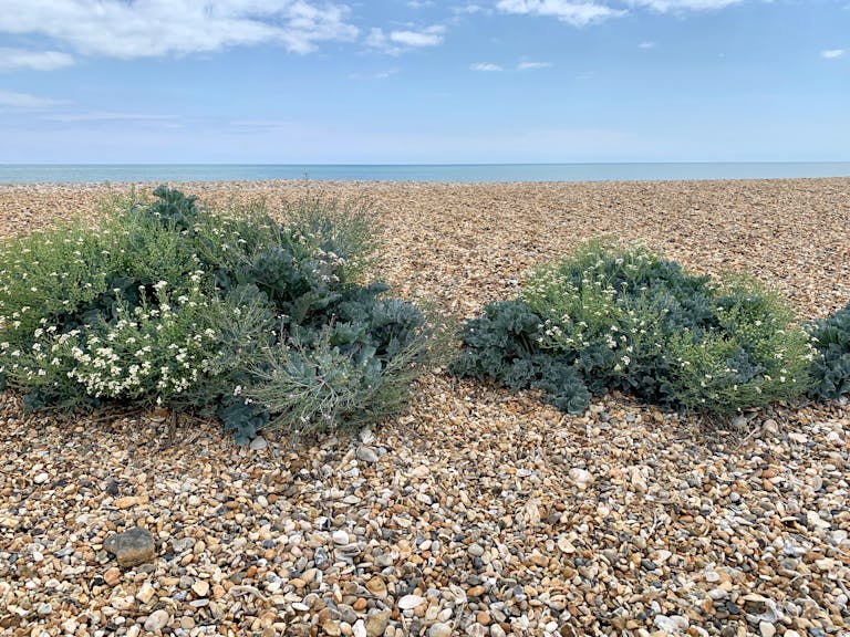image of sea kale in white flower with the shingle in the foreground and sea in the background