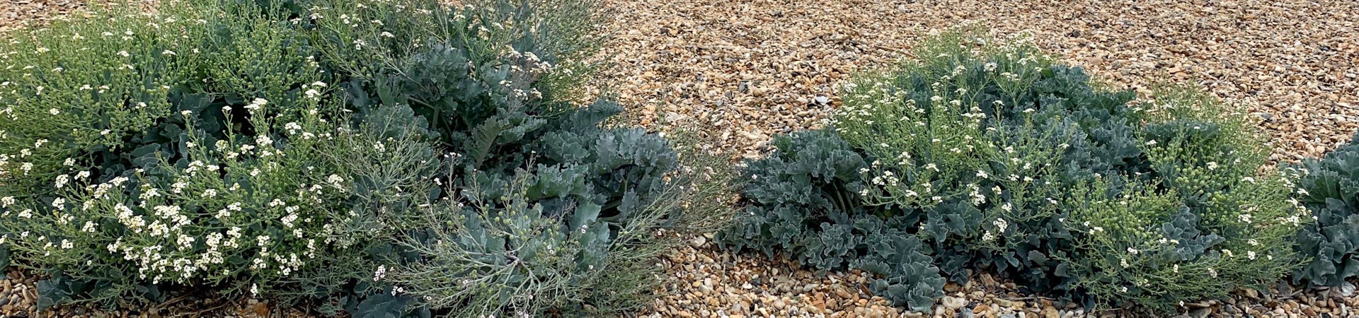 image of sea kale in white flower with the shingle in the foreground and sea in the background