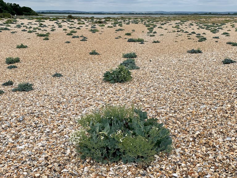 clumps of vegetated shingle at Pagham Harbour 