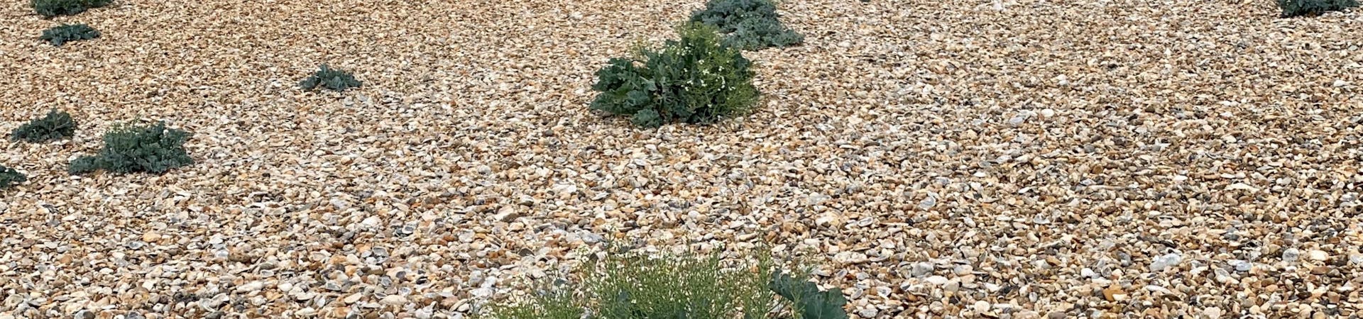 clumps of vegetated shingle at Pagham Harbour