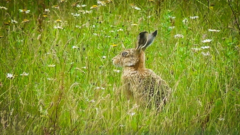 Hare amongst spring flowers at RSPB Medmerry 