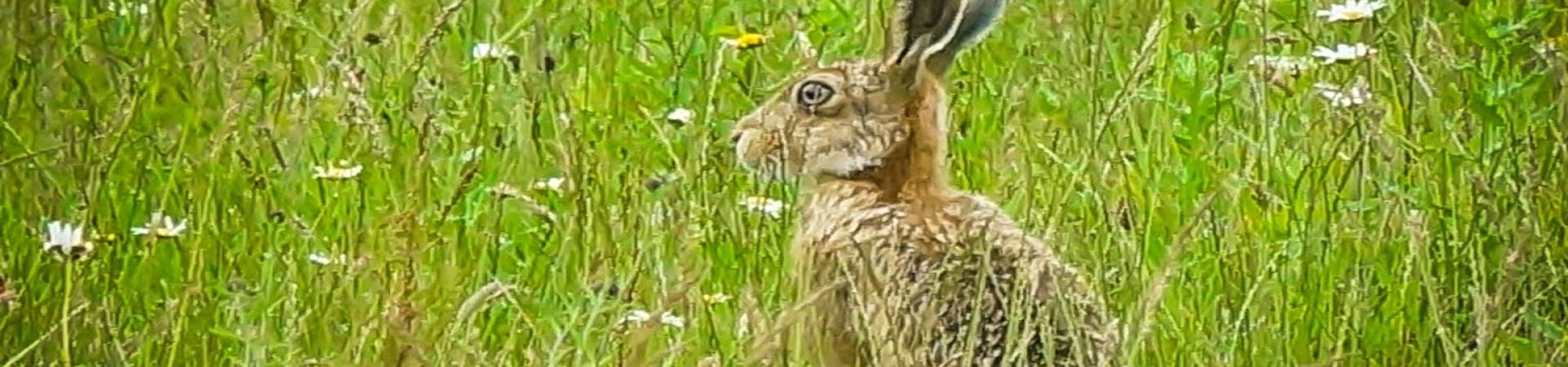 Hare amongst spring flowers at RSPB Medmerry