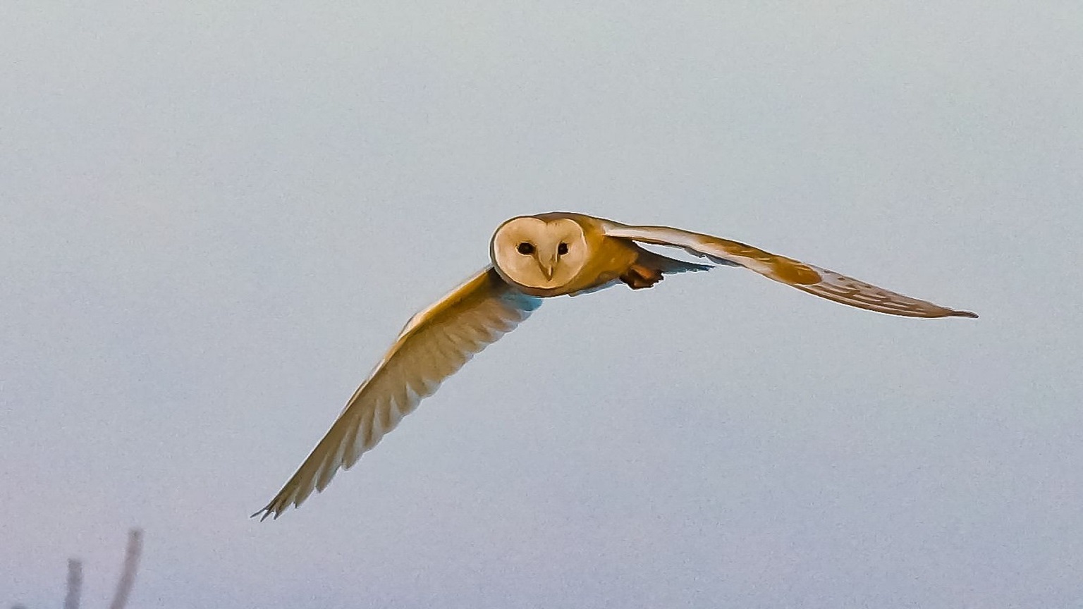 Barn owl in flight at RSPB Medmerry