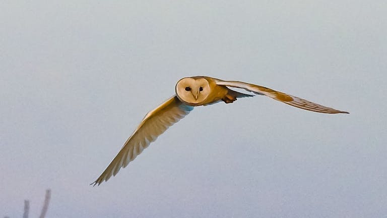Barn owl in flight at RSPB Medmerry