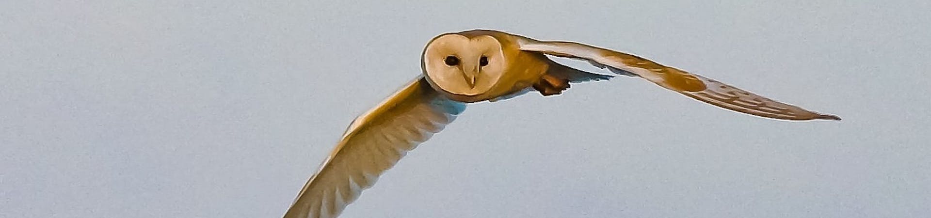 Barn owl in flight at RSPB Medmerry