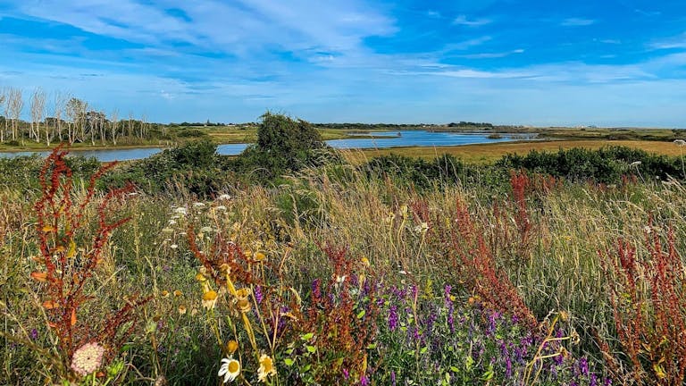 Summer wild flowers with the sea water snaking into the reserve