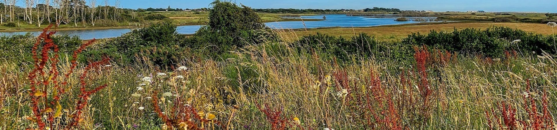 Summer wild flowers with the sea water snaking into the reserve
