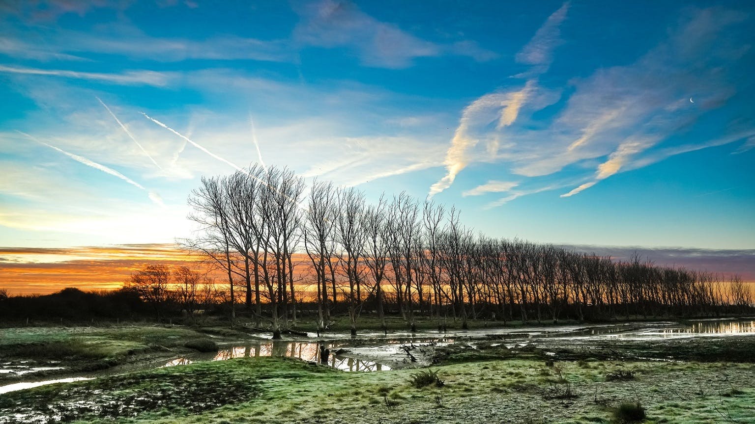 Majestic line of trees slowly being poisoned with salt as the sea water breaches the meadows at RSPB Medmerry.  Standing amongst a sky of deep blues, oranges, yellows and purple on a winters morning.