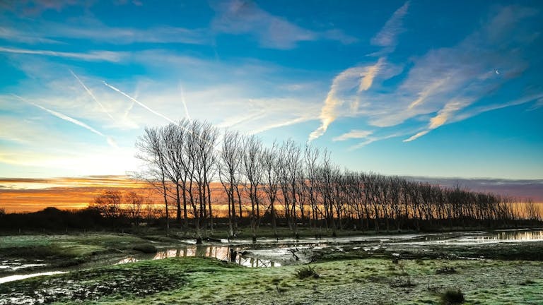 Majestic line of trees slowly being poisoned with salt as the sea water breaches the meadows at RSPB Medmerry.  Standing amongst a sky of deep blues, oranges, yellows and purple on a winters morning.