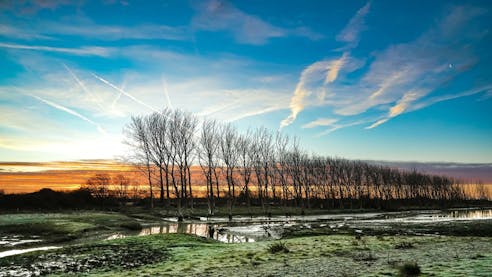 RSPB Medmerry Trees and Sky on a Crisp Winter Morning Majestic line of trees slowly being poisoned with salt as the sea water breaches the meadows at RSPB Medmerry. Standing amongst a sky of deep blues, oranges, yellows and purple on a winters morning.