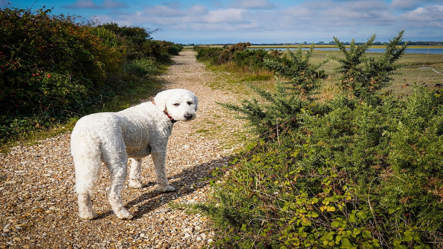 Pebble the dog takes a walk along the pathway between the vegetation from East Beach to Church Norton 