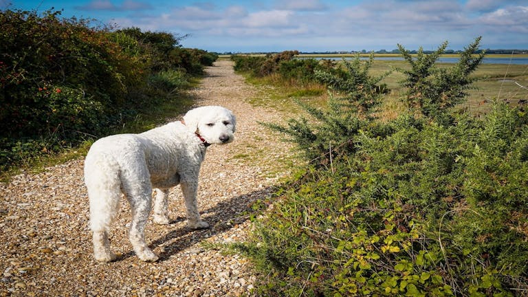 Pebble the dog takes a walk along the pathway between the vegetation from East Beach to Church Norton 