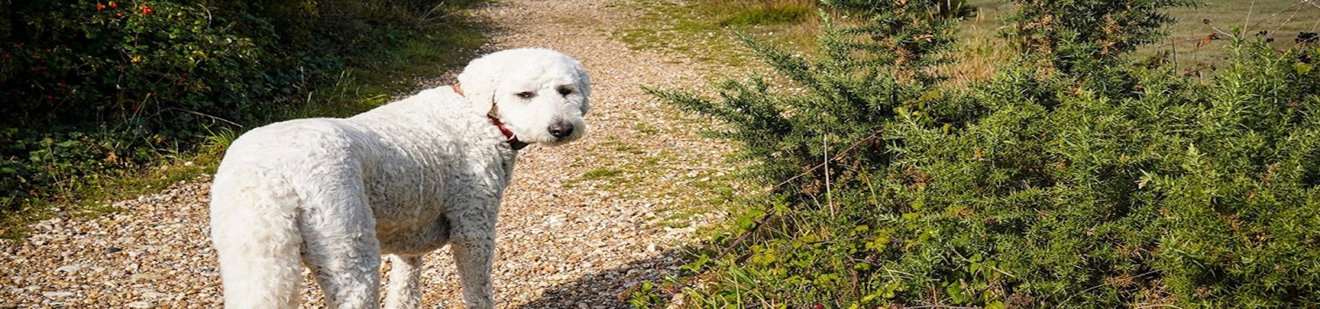 Pebble the dog takes a walk along the pathway between the vegetation from East Beach to Church Norton