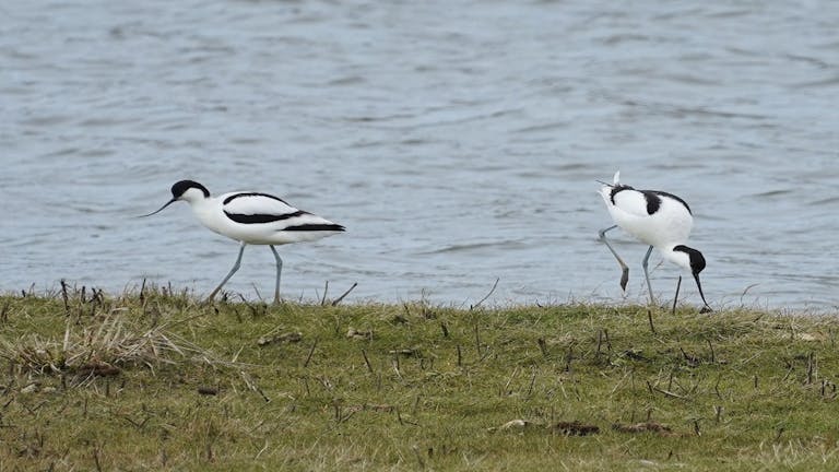 Rare pair of avocets roosting on an island in the middle of a lake at RSPB Medmerry 