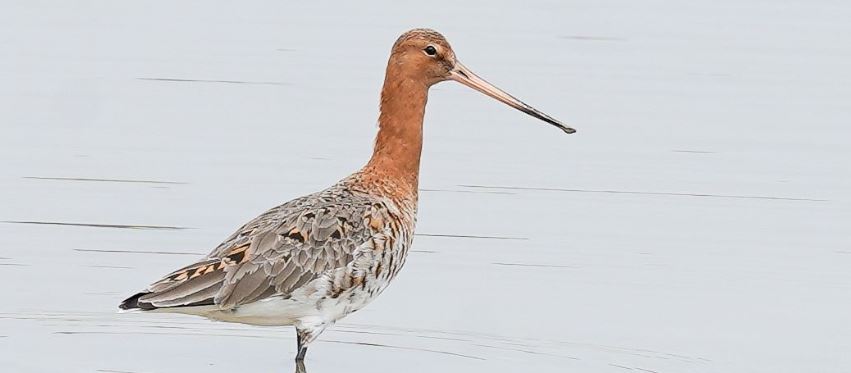 Black Tailed Godwit