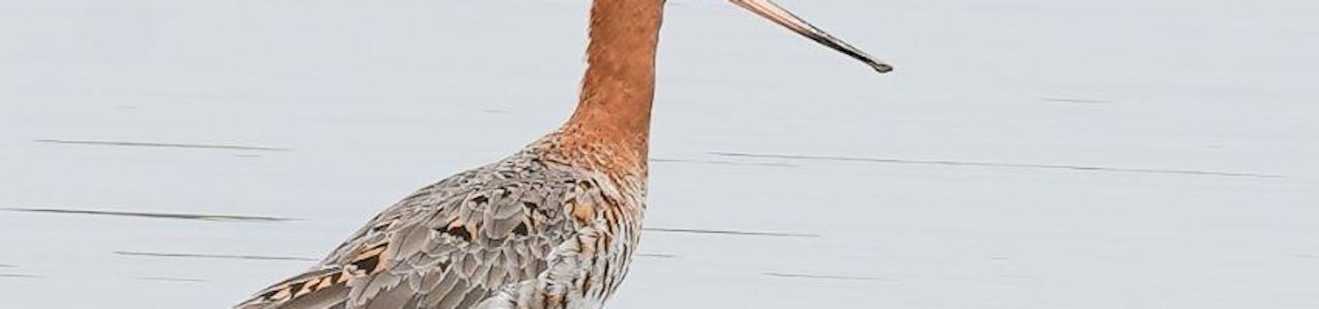Black Tailed Godwit