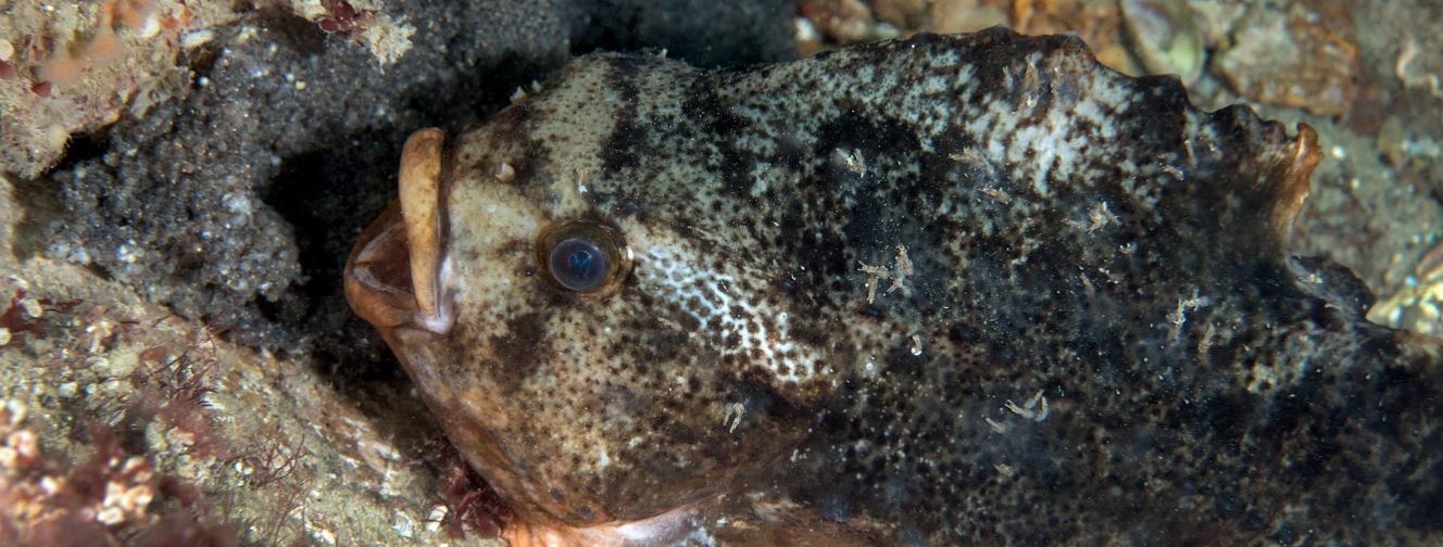 close up of the mottled skin, eye and open mouth of a lumpsucker fish