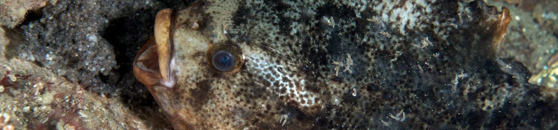 close up of the mottled skin, eye and open mouth of a lumpsucker fish