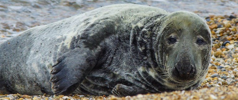 Seal sunbathing on East Beach, courtesy of CoastalJJ a seal looking directly at the camera as he lies on the stones at East Beach