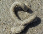 close up image of a lugworm coil made out of sand 