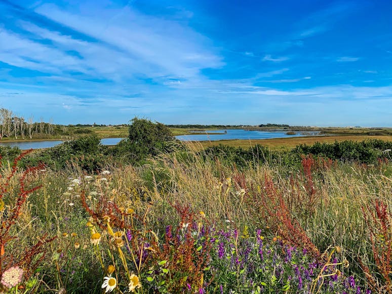 Summer in the Medmerry Nature Reserve, courtesy of CoastalJJ Wild summer flowers, far reaching blue skies and the snaking sea invading the Medmerry Nature Reserve