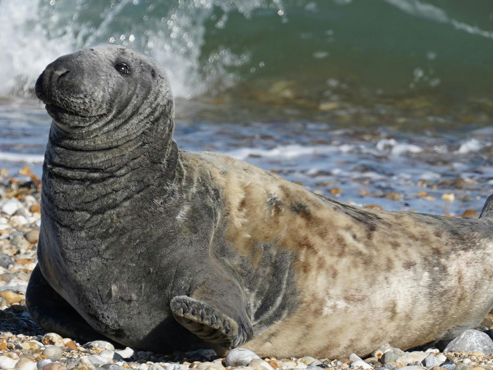 Grey and brown mottled seal on the shingle at East Beach, Selsey with a crashing wave behind