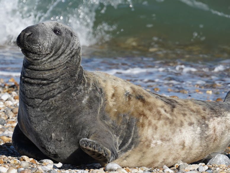 Selsey Seal, courtesy of Coastal JJ Grey and brown mottled seal on the shingle at East Beach, Selsey with a crashing wave behind