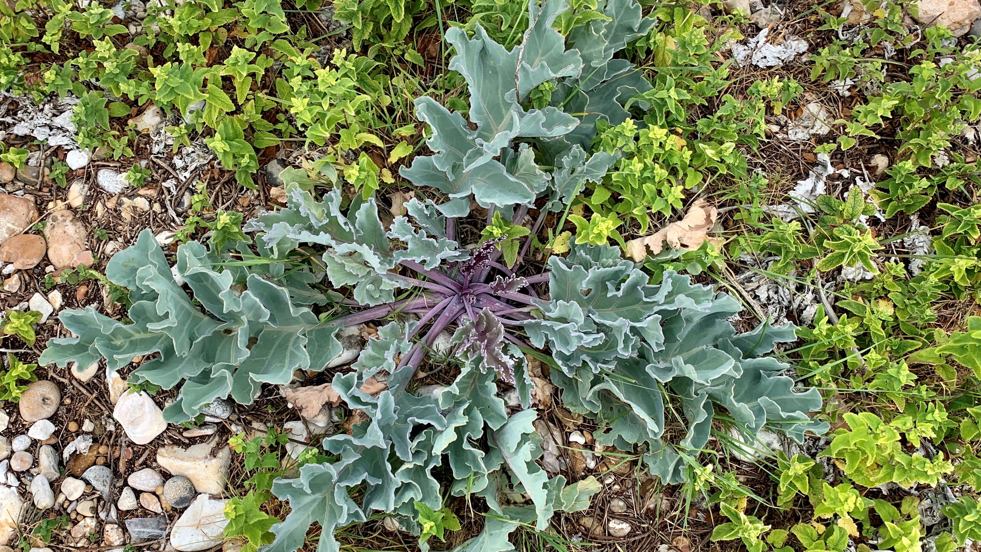 Vegetated Shingle 