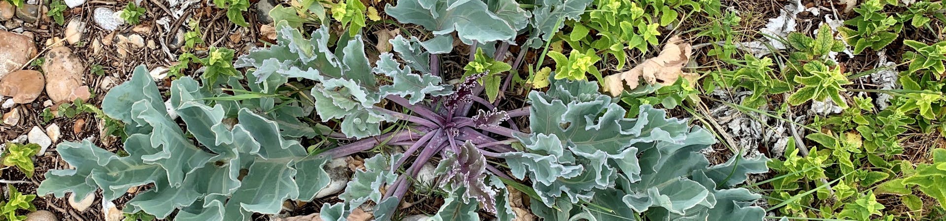 Vegetated Shingle