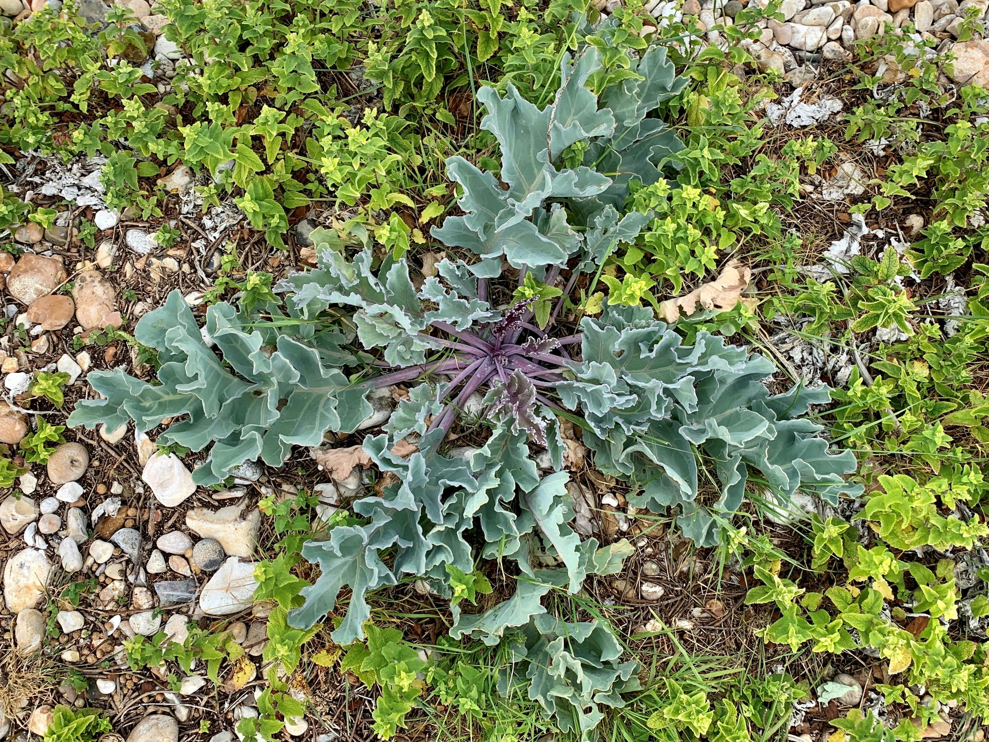 Vegetated Shingle 