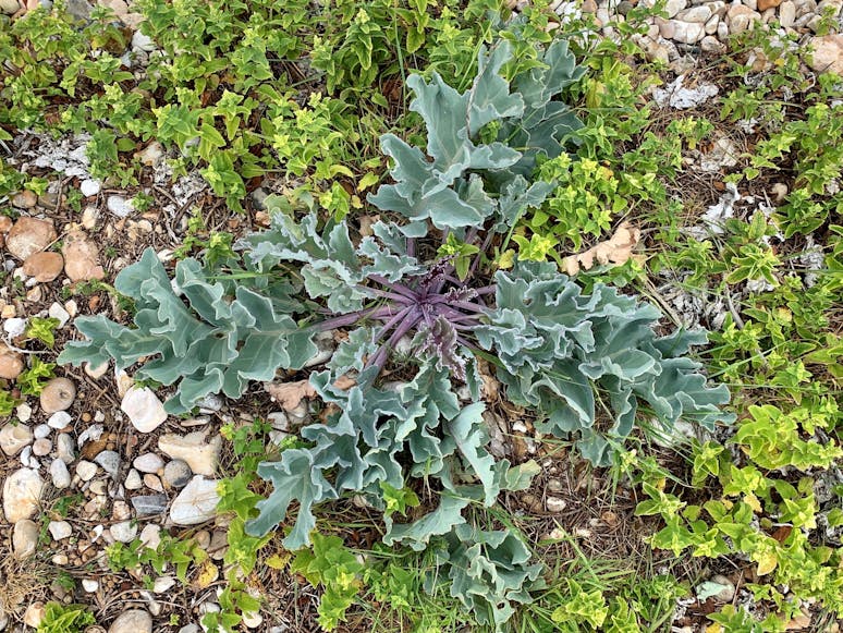 Vegetated Shingle Vegetated Shingle