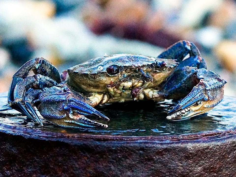 Selsey crab on a groyne 