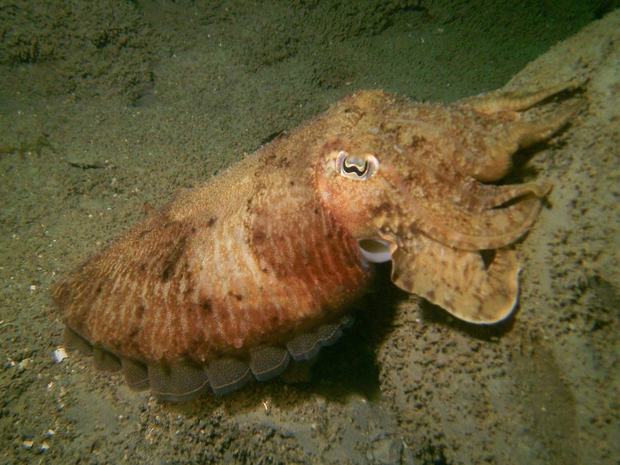 Cuttlefish in Selsey 