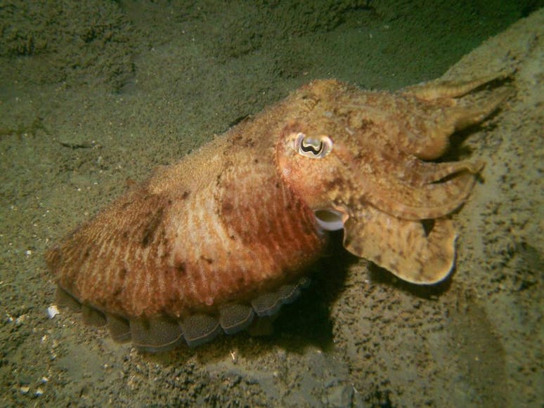 Selsey Cuttlefish Cuttlefish in Selsey