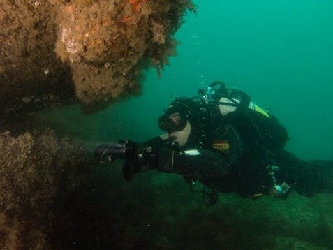 Diving Selsey's Waters, courtesy Anya Frampton 