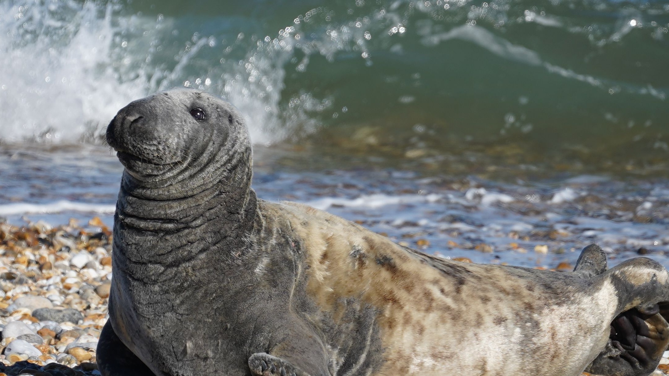 Seal at East Beach, curtesy CoastalJJ