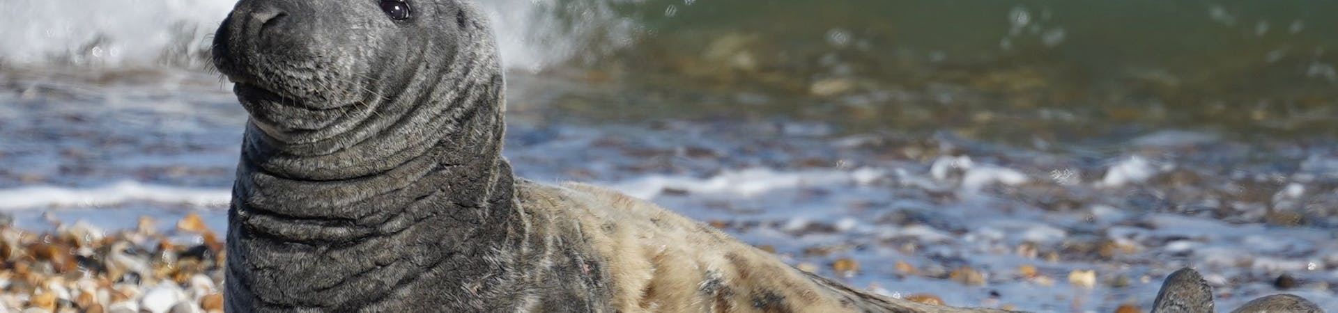 Seal at East Beach, curtesy CoastalJJ