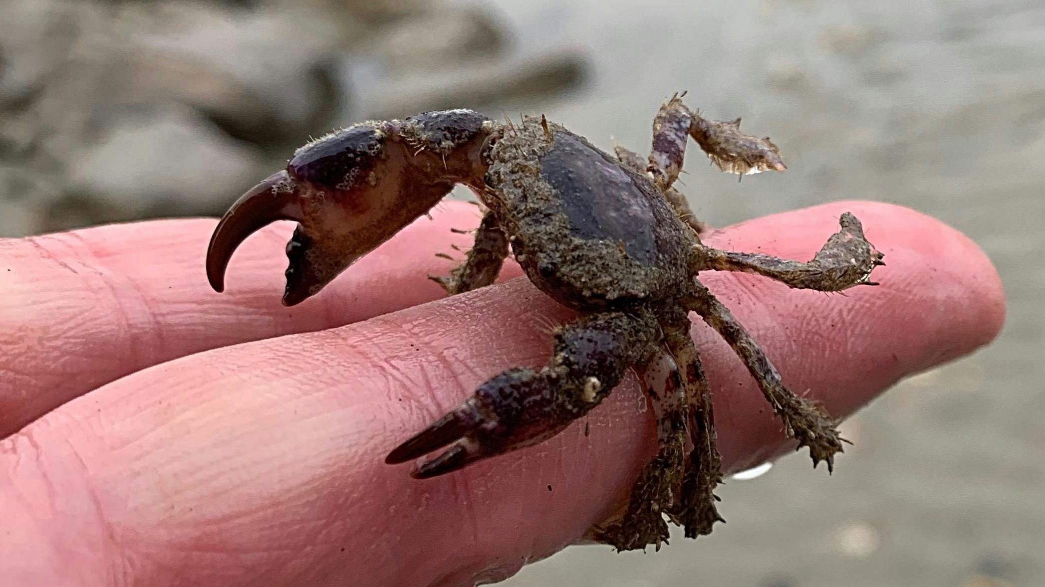 Selsey Crab, courtesy CoastalJJ