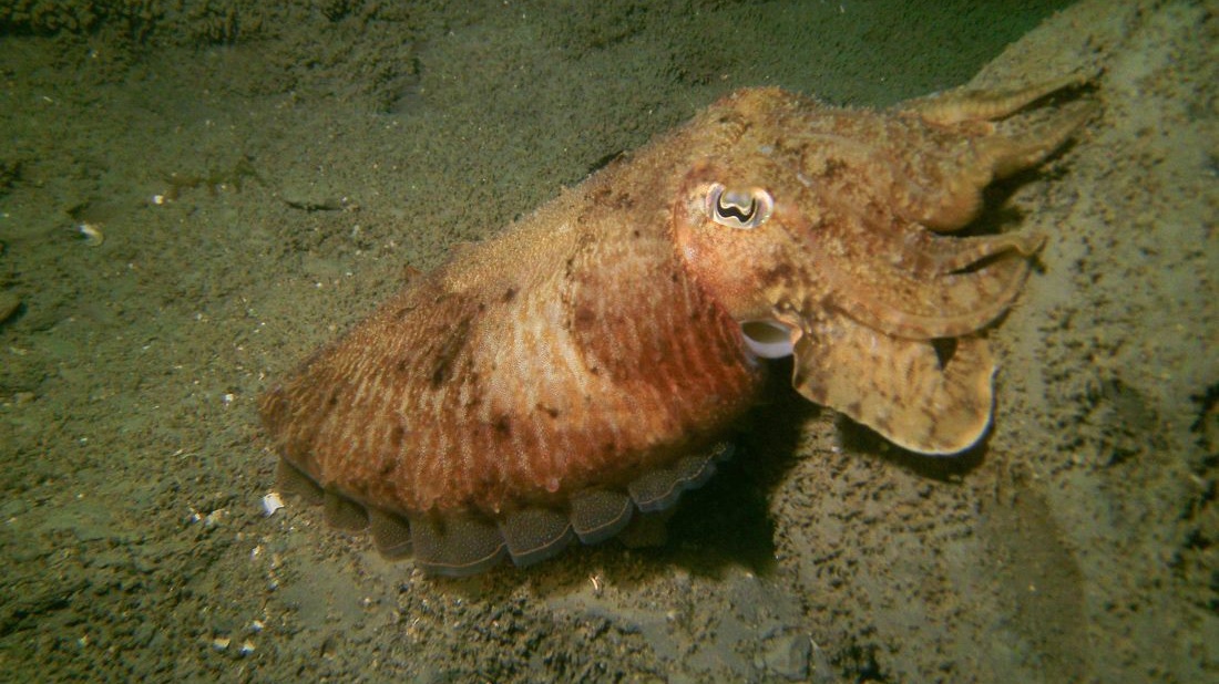 Cuttlefish, courtesy of Anya Frampton 