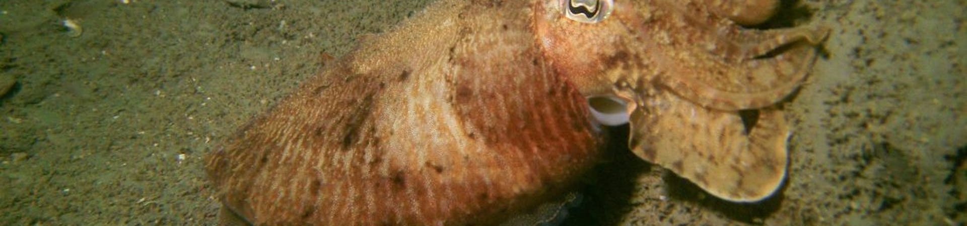 Cuttlefish, courtesy of Anya Frampton